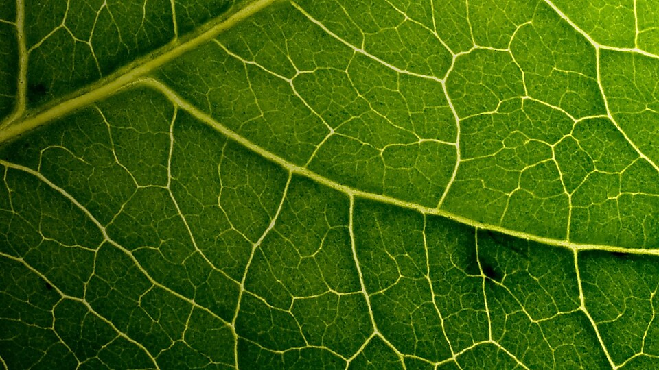 Leaf