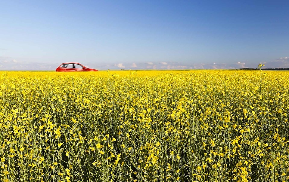 Ein Auto fährt an einem Rapsfeld vorbei