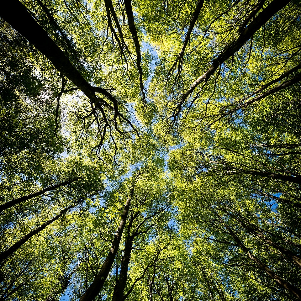 Regenwald von unten zur Baumkrone fotografiert