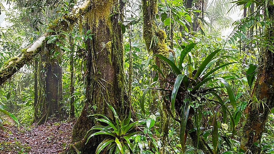 Schutz für den Regenwald