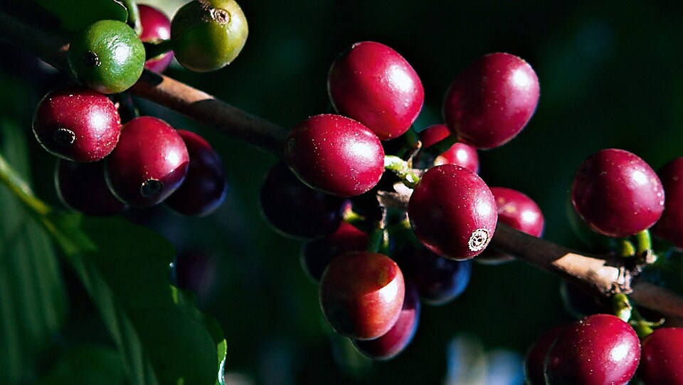 close view of coffee cream