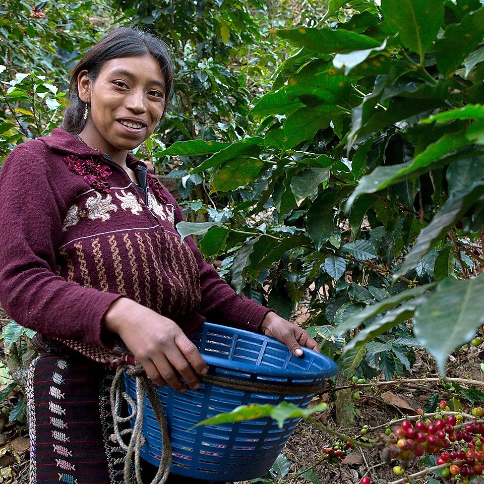 woman picking coffee beans