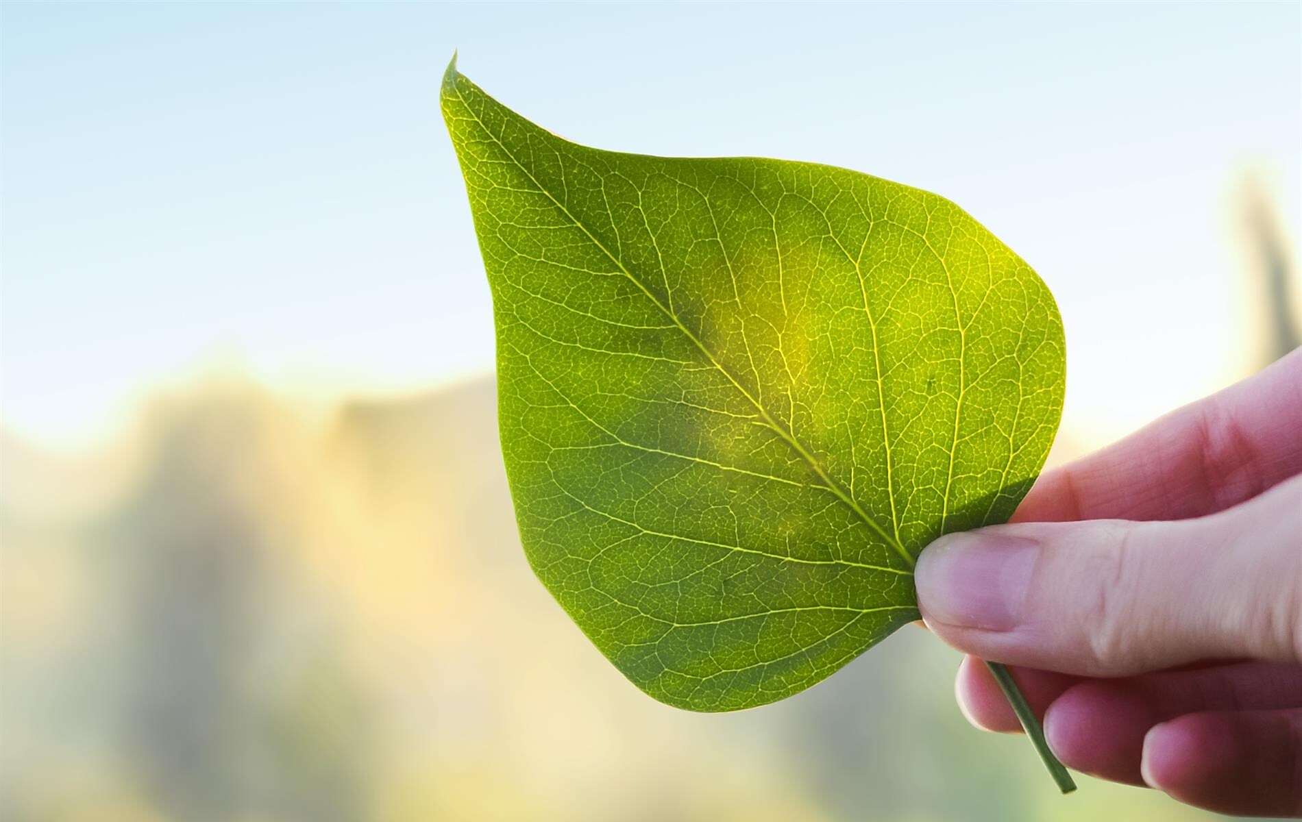 Shell CO₂-Ausgleich: 3 ct / l