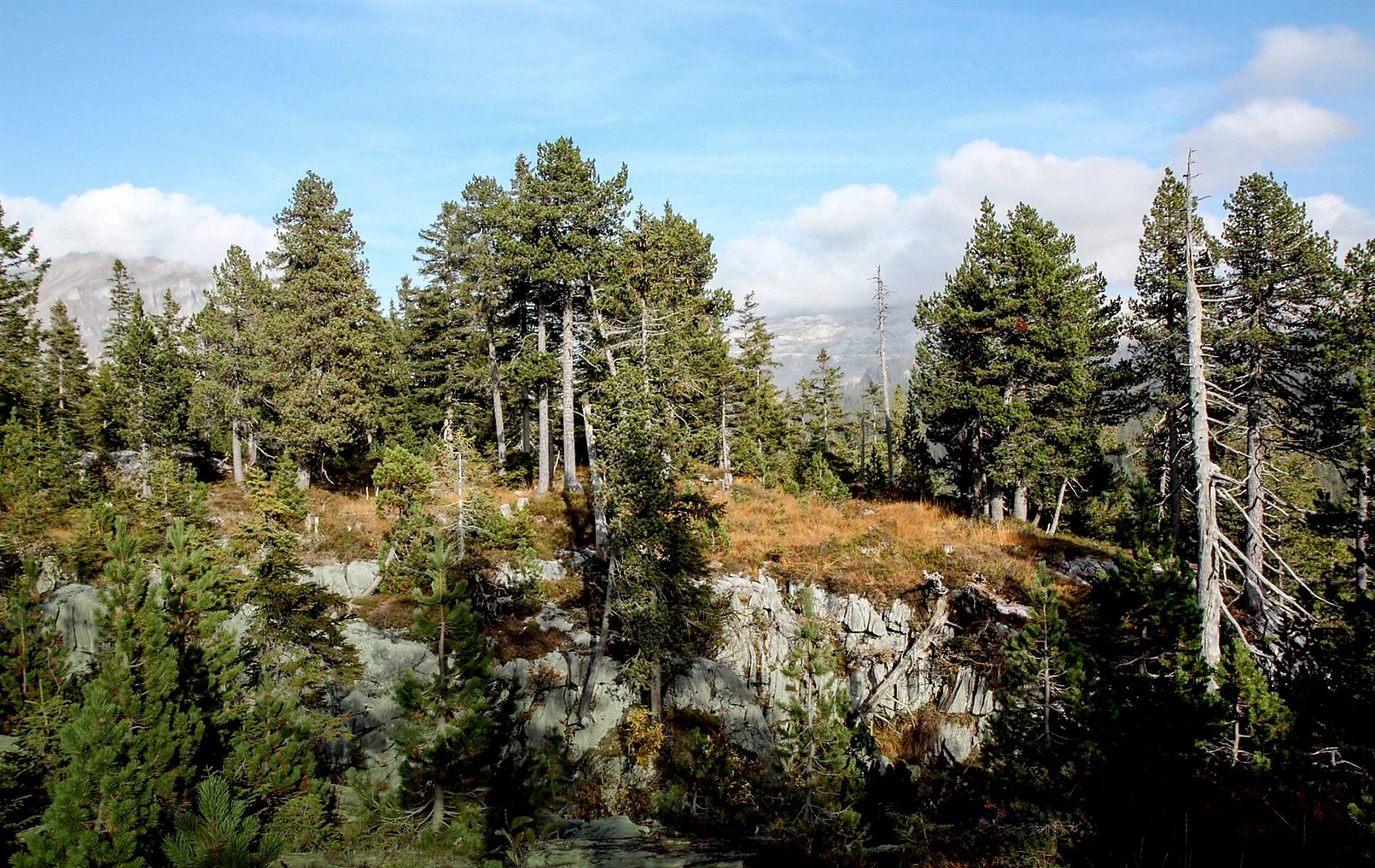Klimaschutzprojekt im Schweizer Wald