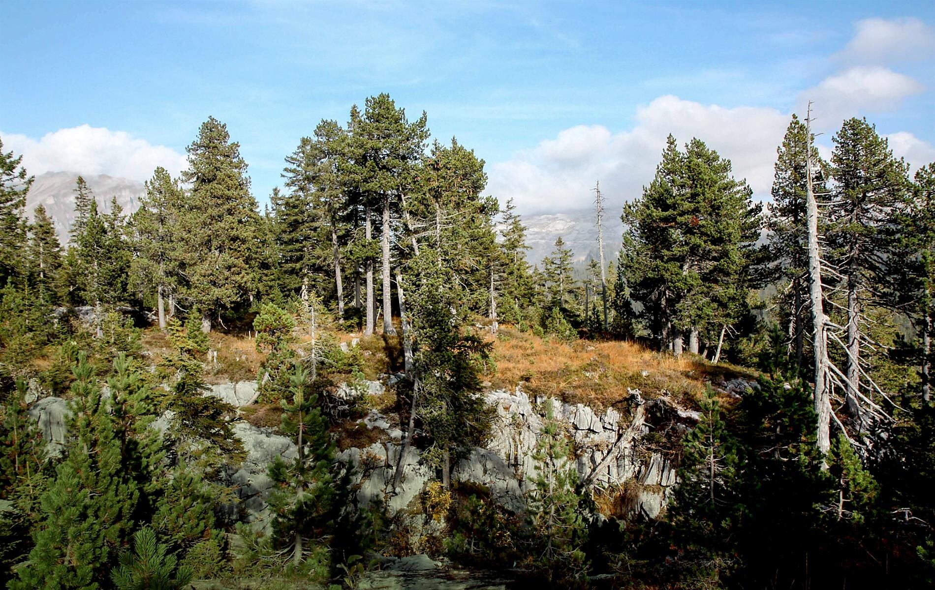 Klimaschutzprojekt im Schweizer Wald