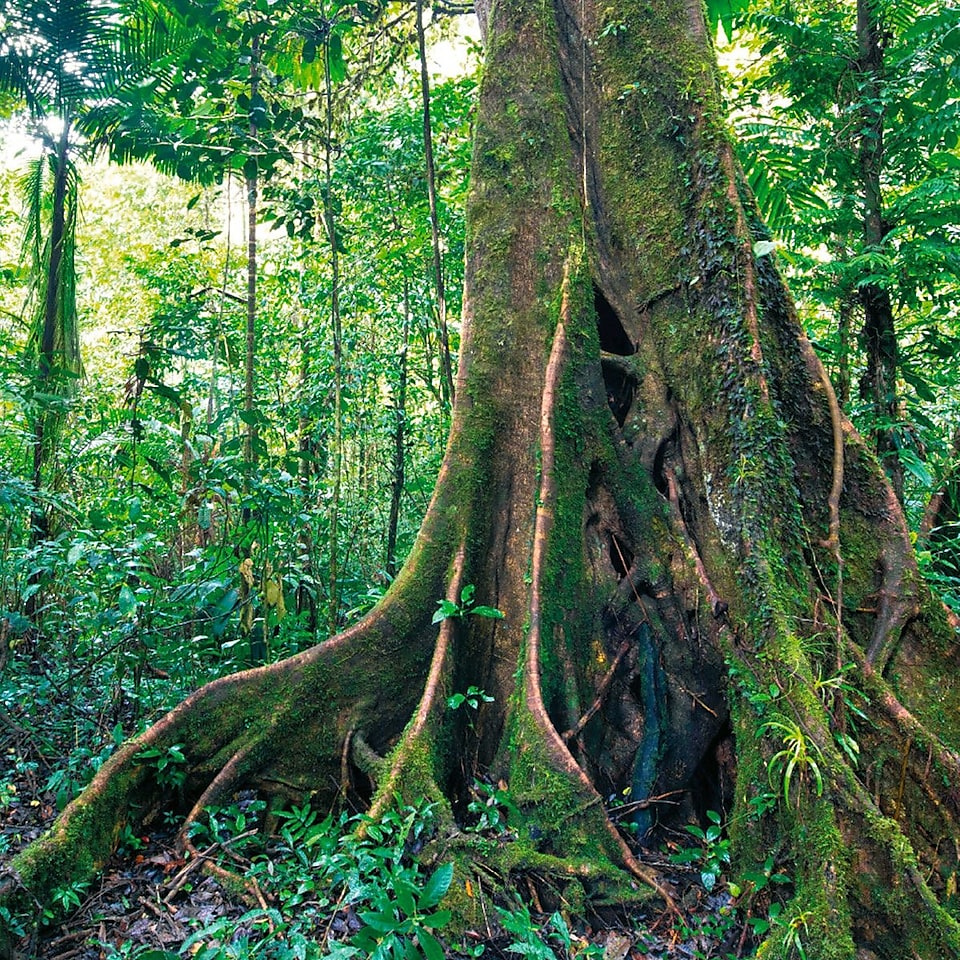 Le détail de l'image montre un tronc d'arbre dans le parc national de la Cordillère d'Azul.