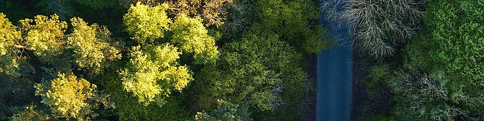 Aus der Vogelperspektive führt eine Strasse durch den grünen Mischwald als Sinnbild für Klimaschutz.