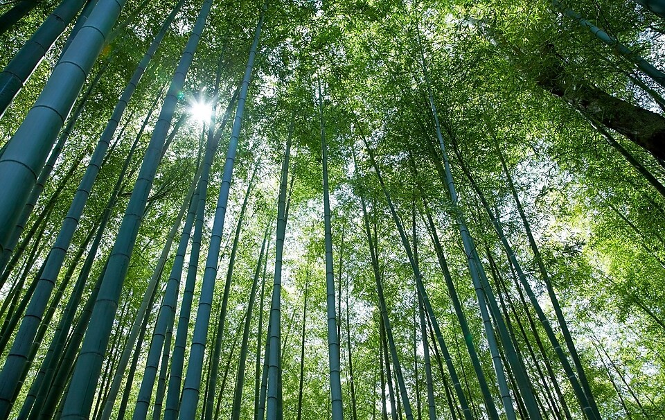 Bambous vus d’en bas