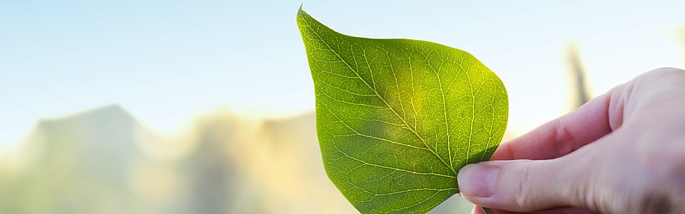 Détail d'une main tenant une feuille vert vif à contre-jour