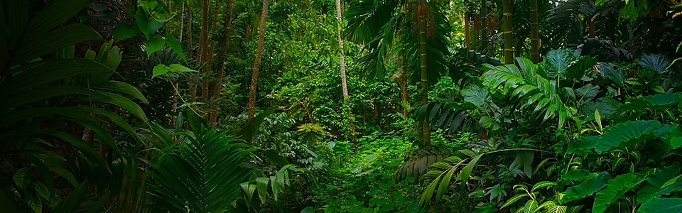 Regenwald – Dschungel
