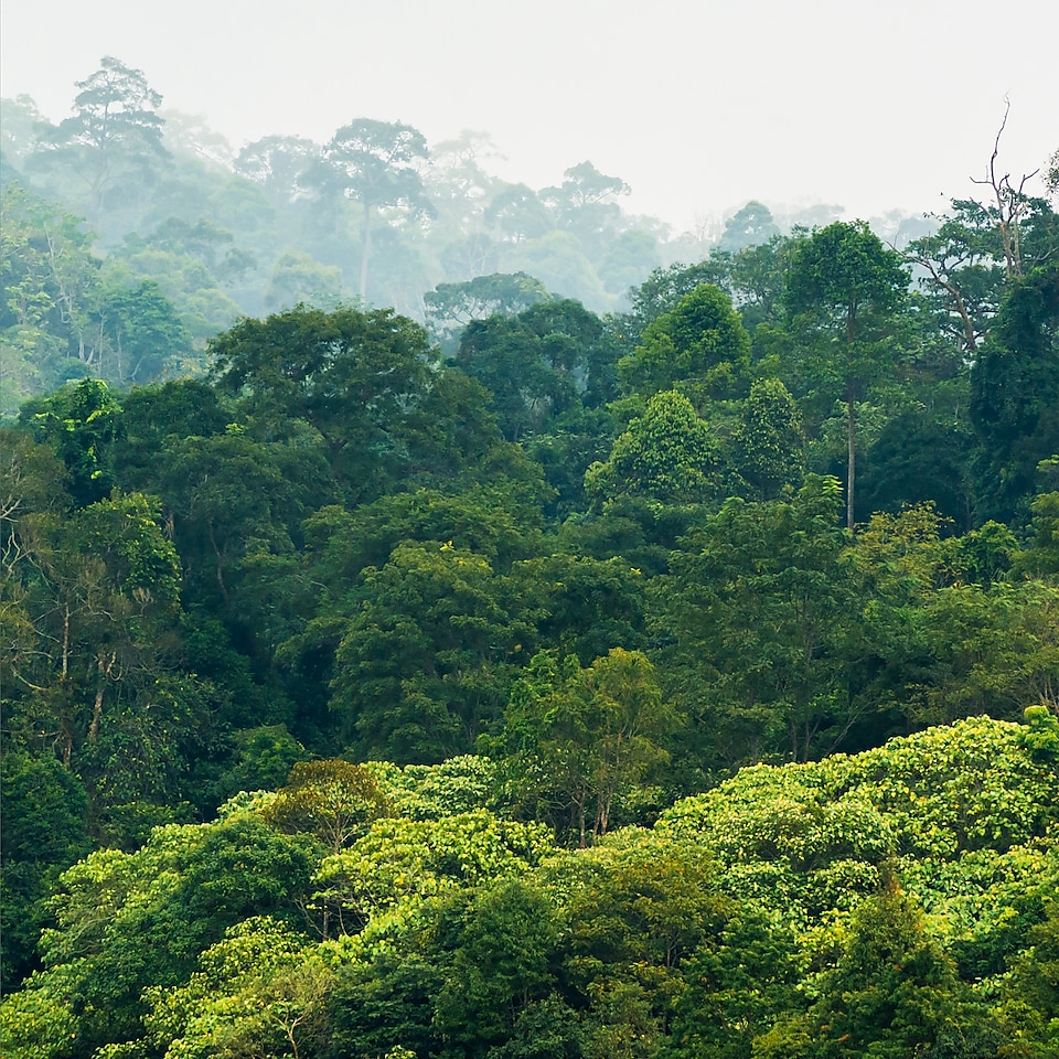 Photo de la cime des arbres de la forêt tropicale