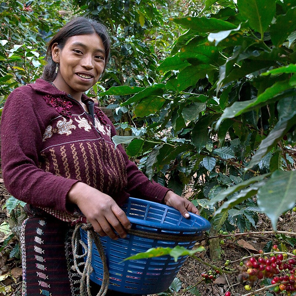 woman picking coffee beans