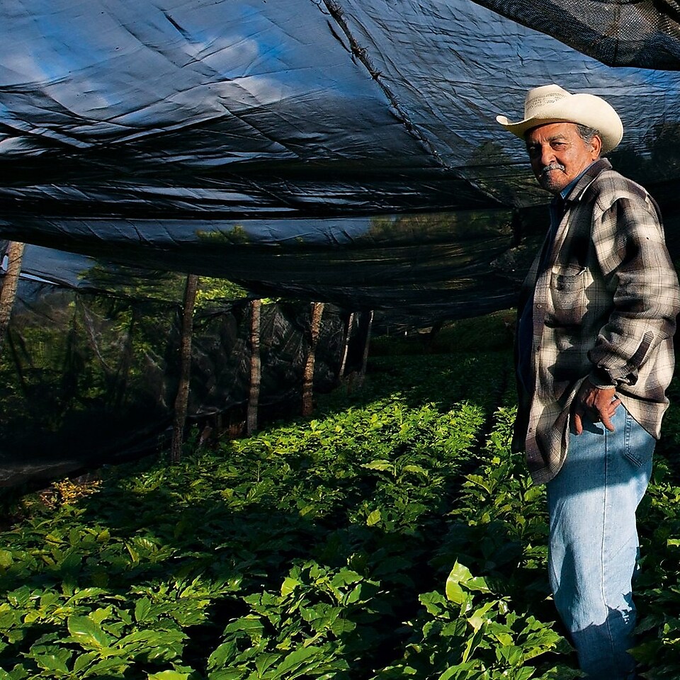 man stands in a coffee field