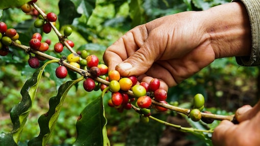 Le plaisir du café durable et certifié